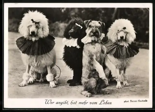 AK Wer angibt..., Drei Pudel und ein Terrier mit Rüschenkrägen