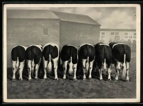 AK Stendal, Stammbullenschau 1939, Gruppe hochprämierter Rinder