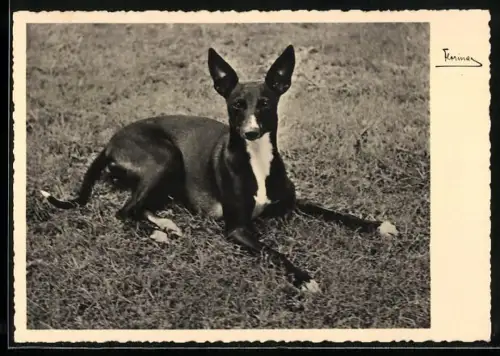 AK Dobermann mit gespitzten Ohren auf einer Wiese