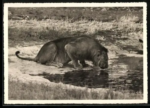 AK Junger Löwe am Wasser