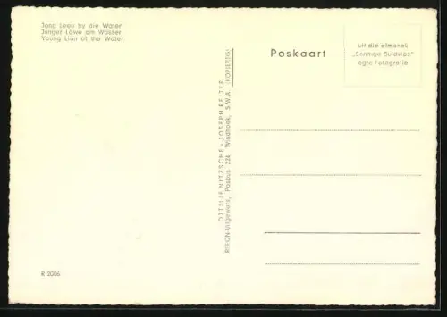 AK Junger Löwe am Wasser