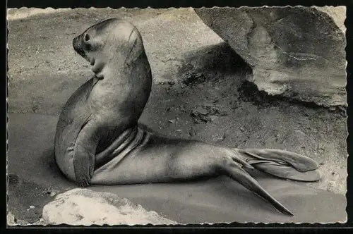 AK Antwerpen, Dierentuin, Zuidelijke zee-olifant