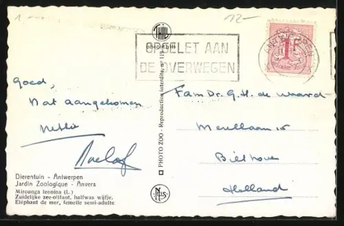 AK Antwerpen, Dierentuin, Zuidelijke zee-olifant