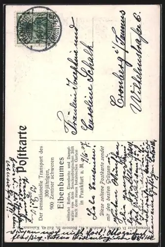 AK Frankfurt a. M., Transport des 300 jährigen Eibenbaumes