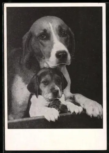 AK Beaglemutter mit Jungem