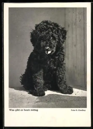 AK Was gibt es heute mittag, Terrier, Portrait