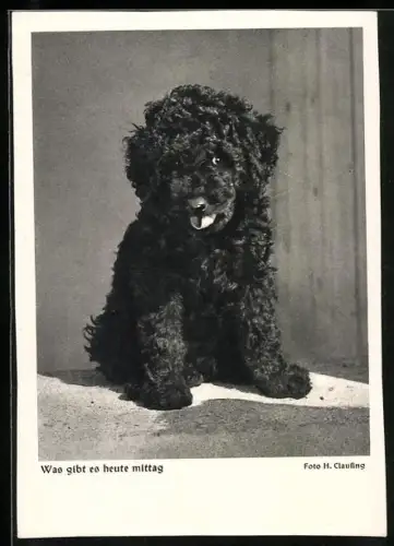 AK Was gibt es heute mittag, Schwarzer Terrier, Portrait