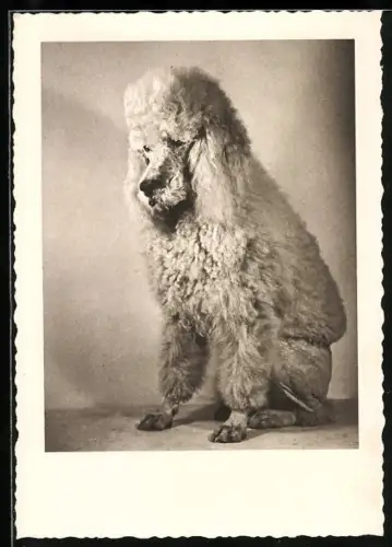 AK Weisser Königspudel, Portrait