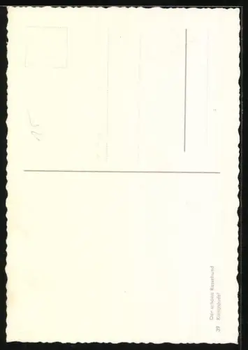 AK Weisser Königspudel, Portrait