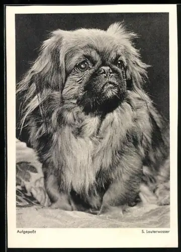 AK Aufgepasst, Pekinese, Portrait