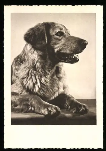 AK Hovawart, Portrait