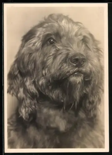 AK Pudelpointer, Portrait