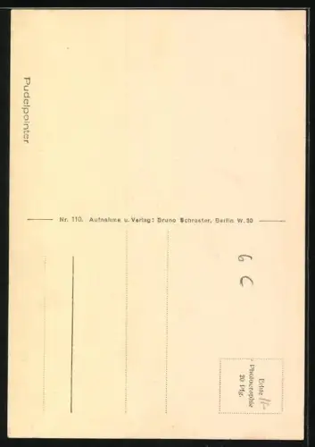 AK Pudelpointer, Portrait