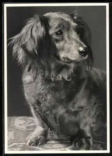 Foto-AK Langhaardackel, Portrait