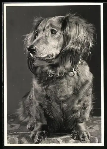 Foto-AK Langhaardackel mit Halsband, Portrait