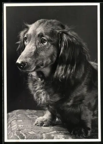 Foto-AK Langhaardackel mit strengem Blick, Portrait