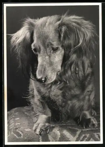 Foto-AK Langhaardackel schaut nach unten, Portrait