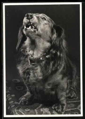 Foto-AK Bellender Langhaardackel, Portrait