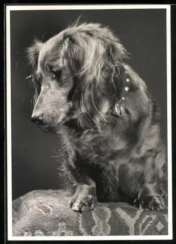 Foto-AK Langhaardackel mit gesenktem Kopf, Portrait