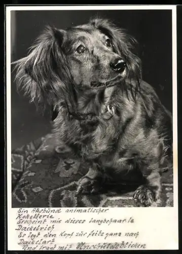 Foto-AK Langhaardackel mit selbstbewusstem Blick, Portrait