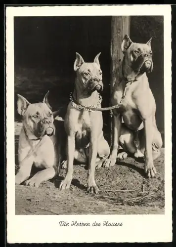 AK Die Herren des Hauses, Drei Boxer