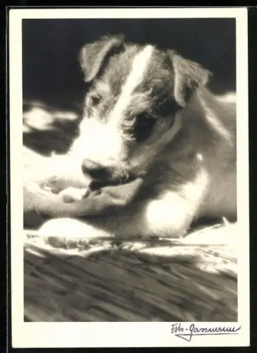Foto-AK Terrier im Sonnenschein, Portrait