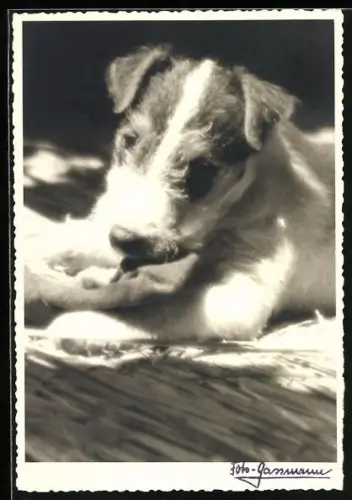 Foto-AK Liegender Terrier im Sonnenschein, Portrait