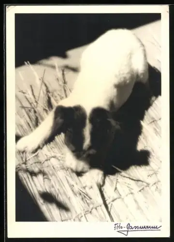 Foto-AK Terrier auf einer Strohunterlage, Portrait