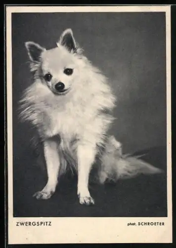 AK Zwergspitz, Portrait