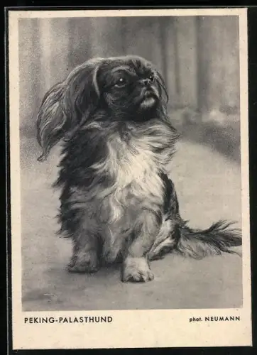 AK Peking-Palasthund, Portrait