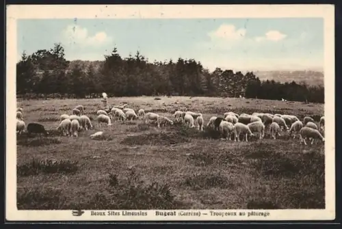 AK Bugeat /Corrèze, Troupeaux au pâturage dans les beaux sites limousins