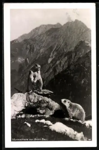 AK Murmeltiere vor ihrem Bau