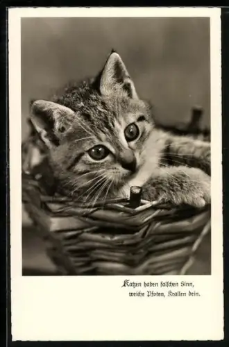 AK Junge Katze im Korb