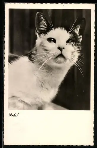 AK Katze mit weiss-schwarzem Fell sieht in die Kamera