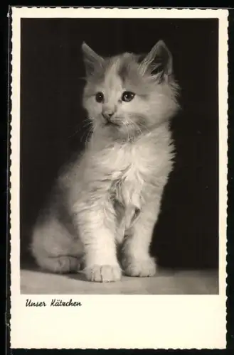 Foto-AK Unser Kätzchen