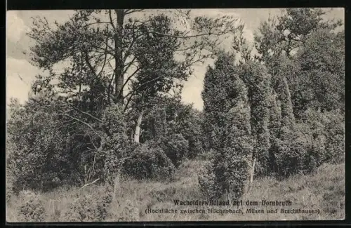 AK Hilchenbach /Müsen, Wacholderwildland auf dem Dornbruch