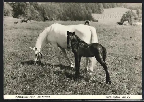 AK Köflach, Bundesgestüt Piber, Stute mit Fohlen