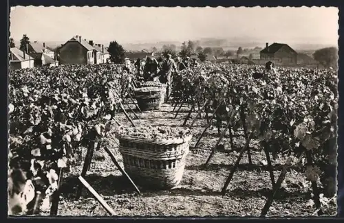 AK Reims, Champagne Veuve Clicquot-Ponsardin, Vendanges dans la Cote des Blancs, Wein