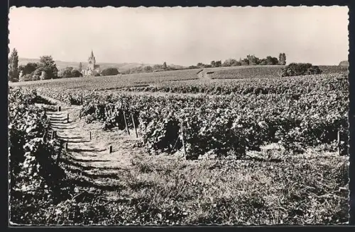 AK Reims, Champagne Veuve Clicquot-Ponsardin, Vignables de Villedommange près Reims, Wein