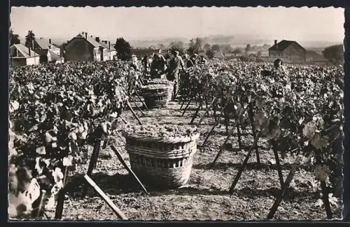 AK Reims, Champagne Veuve Clicquot-Ponsardin, Vendanges dans la Cote des Blancs, Wein