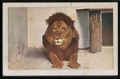 AK Berlin, Löwe liegt im Gehege des Zoologischen Gartens