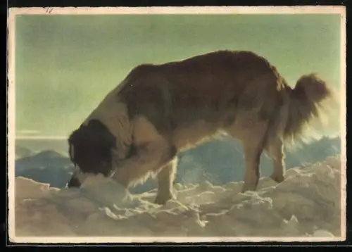 AK Bernhardiner auf der Suche in den Alpen