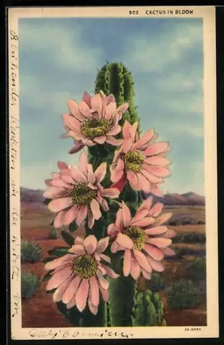 AK Cactus in Bloom, blühender Kaktus