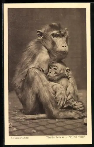 AK Köln, Schweinsaffe mit Jungem im Zoologischen Garten