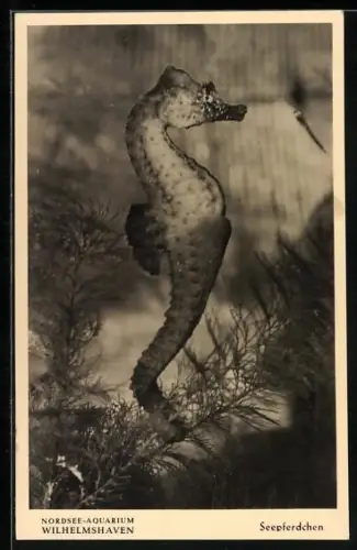 AK Wilhelmshaven, Nordsee-Aquarium, Seepferdchen