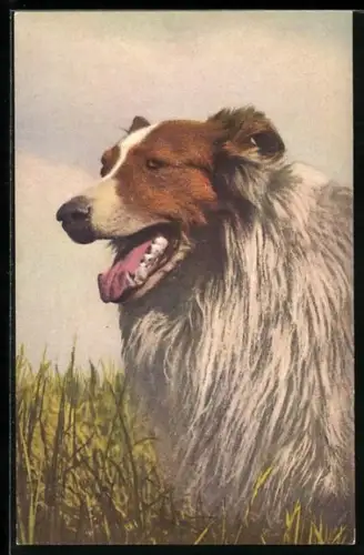 AK Collie auf der Wiese