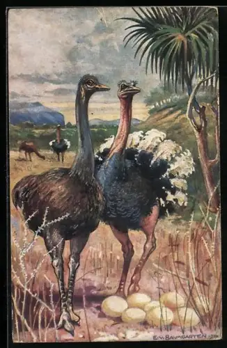 AK Deutsch-Südwestafrika, Strausse in der Savanne