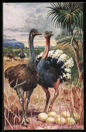 AK Deutsch-Südwestafrika, Strausse in der Savanne