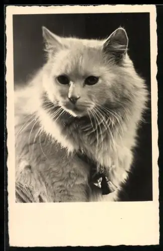 AK Angorakatze im Portrait