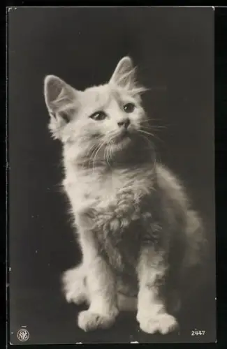 AK Portrait einer jungen weissen Katze